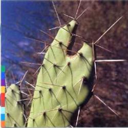 ROSSY ISLAND OF GHOSTS Фирменный CD ROSSY ISLAND OF GHOSTS Фирменный CD